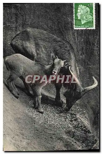 Cartes postales Zoo Vincennes Un mouglon a manchettes et son petit Afrique du Nord