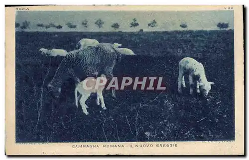 Cartes postales Campagna Romana Moutons