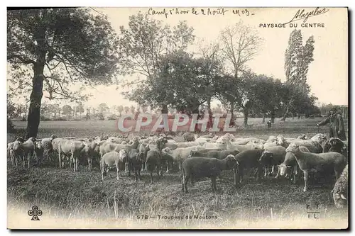 Cartes postales Centre Troupeau de Moutons