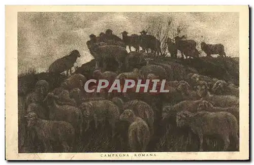 Cartes postales Campagna Romana moutons