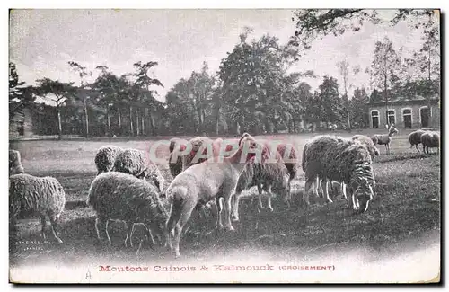 Cartes postales Moutons chinois et Kalmouck Croisement