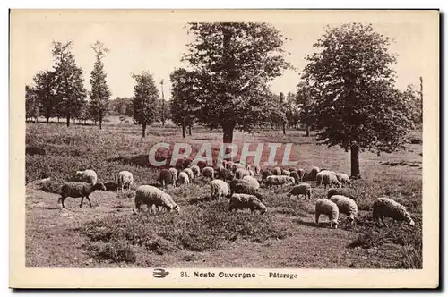 Ansichtskarte AK Noste Ouvergne Paturage Moutons Auvergne
