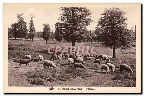 Cartes postales Noste Ouvergne Paturage Moutons Auvergne