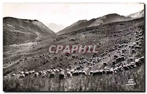 Cartes postales moderne Les Alpes Moutons sur les hauts alpages