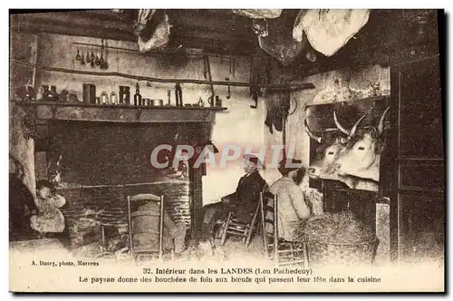 Cartes postales Folklore Interieur dans les Landes Boeufs TOP