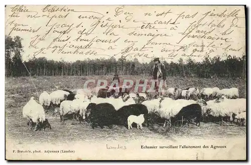 Cartes postales Folklore Echassier surveillant l&#39allaitement des agneaux Moutons