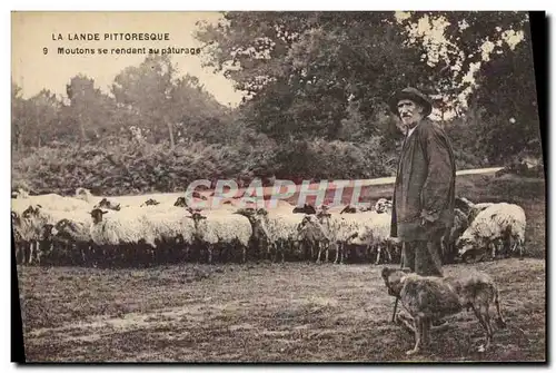 Ansichtskarte AK Folklore La Lande Moutons se rendant au paturage Moutons Chien