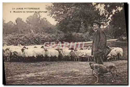 Cartes postales Folklore La Lande Moutons se rendant au paturage Moutons Chien