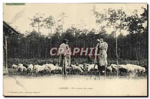 Cartes postales Folklore Landes Un instant de repos Moutons