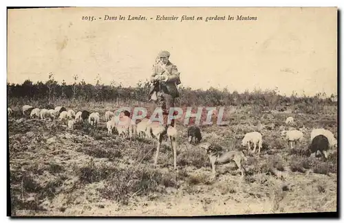 Cartes postales Folklore Dans les Landes Echassier filant en gardant les moutons