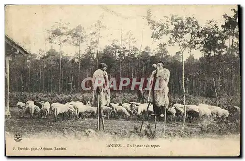 Ansichtskarte AK Folklore Landes Un instant de repos Moutons