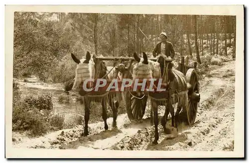 Cartes postales Folklore Attelage Landes