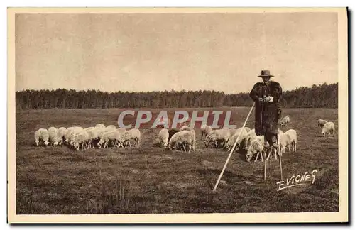 Cartes postales Folklore Paysages landais Berger sur echasses en haute Lande Les Echassiers