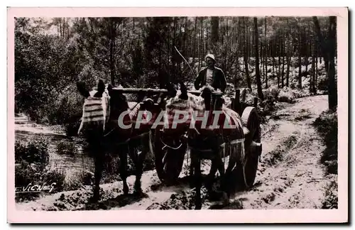 Cartes postales Folklore Au soleil des landes Attelage de mules en ete