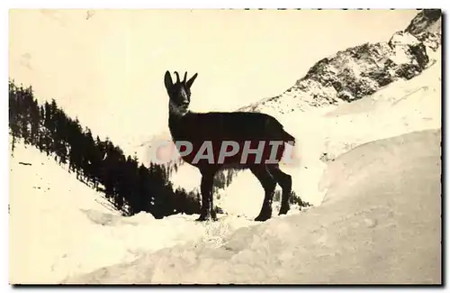 Cartes postales moderne Chamonix