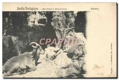 Cartes postales Jardin zoologique Mouflons a manchettes Zoo Anvers