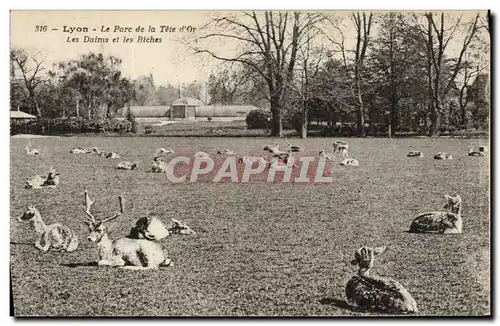 Cartes postales Lyon Parc de la Tete d&#39Or Les daims et les biches