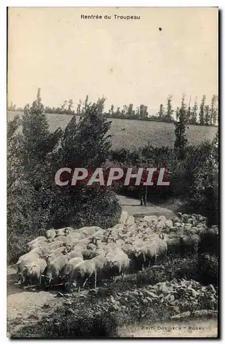 Cartes postales Rentree du troupeau Moutons