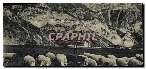 Cartes postales Moutons