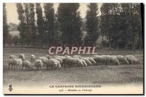 Ansichtskarte AK La campagne Bourdonnaise Moutons au paturage