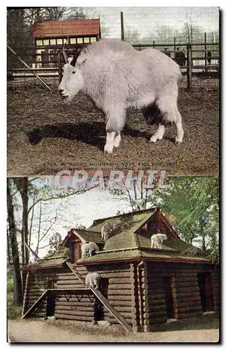 Cartes postales New York zoological Park A rocky mountain Goat and shelter Chevre