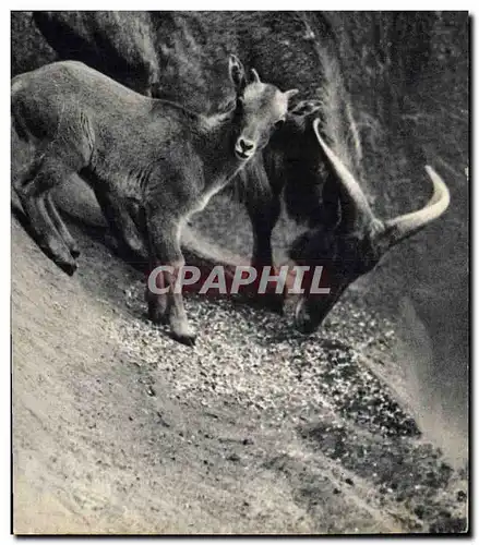 Ansichtskarte AK Un mouflon a manchettes et son petit Afrique du Nord Zoo Vincennes