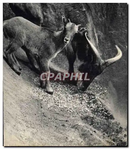 Cartes postales Un mouflon a manchettes et son petit Afrique du Nord Zoo Vincennes