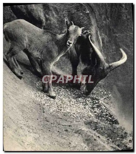 Ansichtskarte AK Un mouflon a manchettes et son petit Afrique du Nord Zoo Vincennes