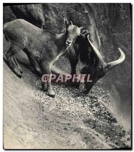 Cartes postales Un mouflon a manchettes et son petit Afrique du Nord Zoo Vincennes