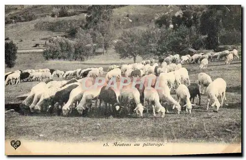 Cartes postales Moutons au paturage