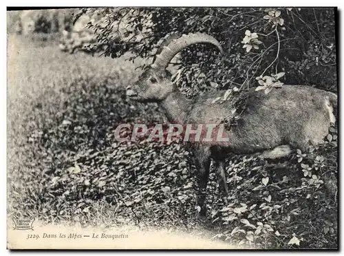 Cartes postales Dans les Alpes le bouquetin