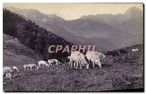 Cartes postales Pyrenees Le Col d&#39Aspin Moutons au paturage