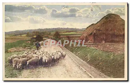 Cartes postales Moutons