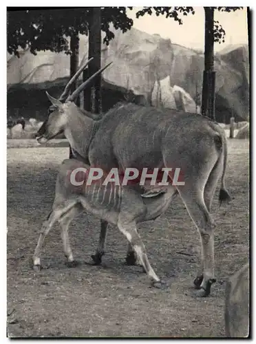 Ansichtskarte AK Un elan du Cap et son petit Zoo Vincennes