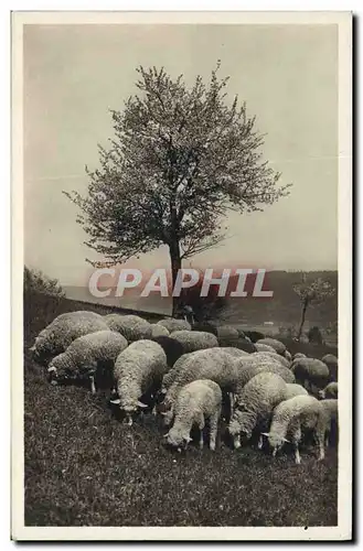 Cartes postales Moutons