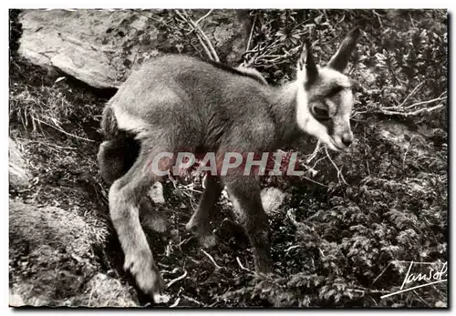 Cartes postales Petit Chamois