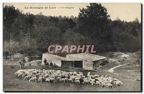 Ansichtskarte AK La montagne du Lure Une bergerie Moutons