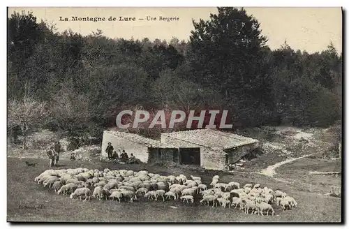 Cartes postales La montagne du Lure Une bergerie Moutons