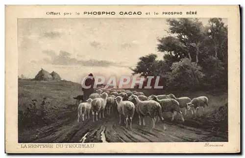 Cartes postales La rentree du troupeau Moutons