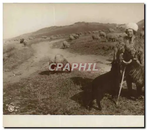 Ansichtskarte AK Berger Moutons Roumanie Romania