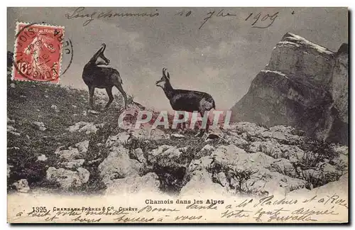 Cartes postales Chamois dans les Alpes