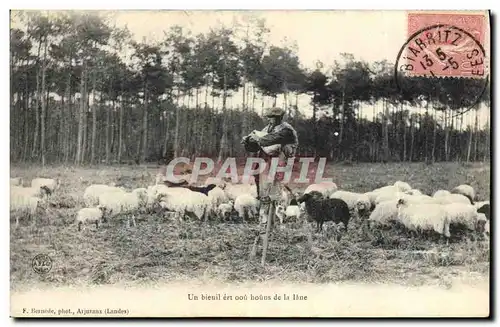 Cartes postales Folklore Berger dans les Landes Moutons