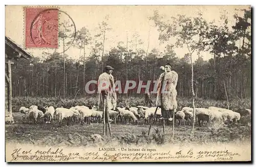 Cartes postales Folklore Landes Un instant de repos Moutons