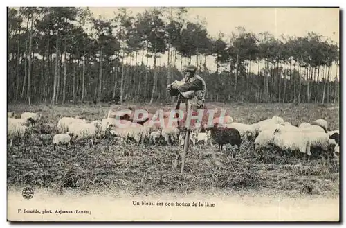Cartes postales Folklore Berger Landais moutons