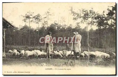 Ansichtskarte AK Folklore Landes Un instant de repos Moutons