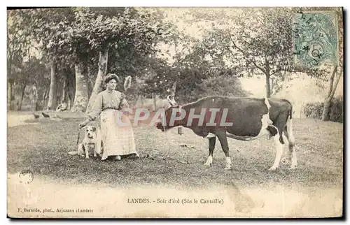 Cartes postales Folklore Landes Soir d&#39ete Sus le Cantaille Vache