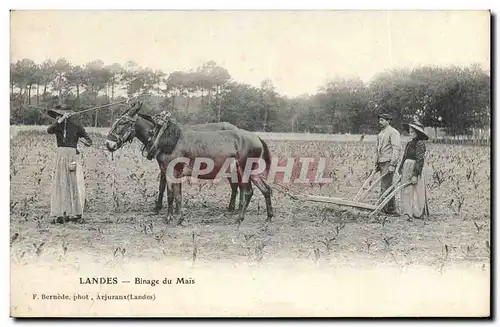 Cartes postales Folklore Landes Binage du Mais Ane Mule