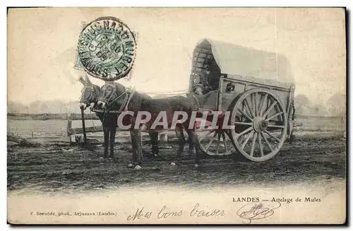Cartes postales Folklore Landes Attelage de mules