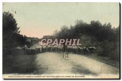 Cartes postales Folklore Echassier landais gardant ses moutons dans les Landes de Gascogne Moutons