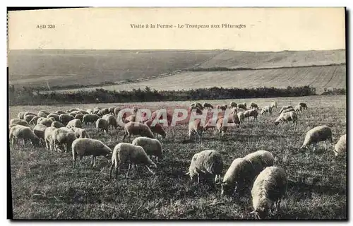 Ansichtskarte AK Visite a la ferme Le troupeau aux paturages Moutons